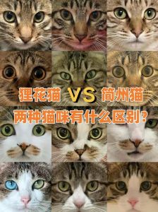 四耳区别，性格和价格大不同（四川简州猫和狸花猫区别）