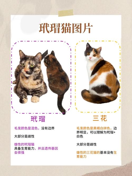 攻击性高需谨慎饲养（玳瑁猫千万不能养为什么）
