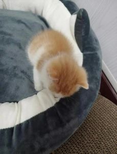 养橘猫成本高需谨慎，健康饮食运动不能少（橘猫养起来怎么样）