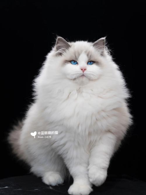 温顺粘人，中大型猫咪（灰色的布偶猫是什么品种）