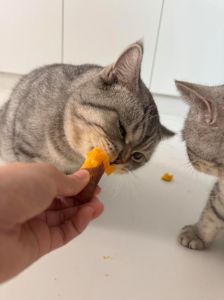 红薯可少量喂猫，但需控制量，幼猫老猫慎喂（红薯猫猫可以吃吗）