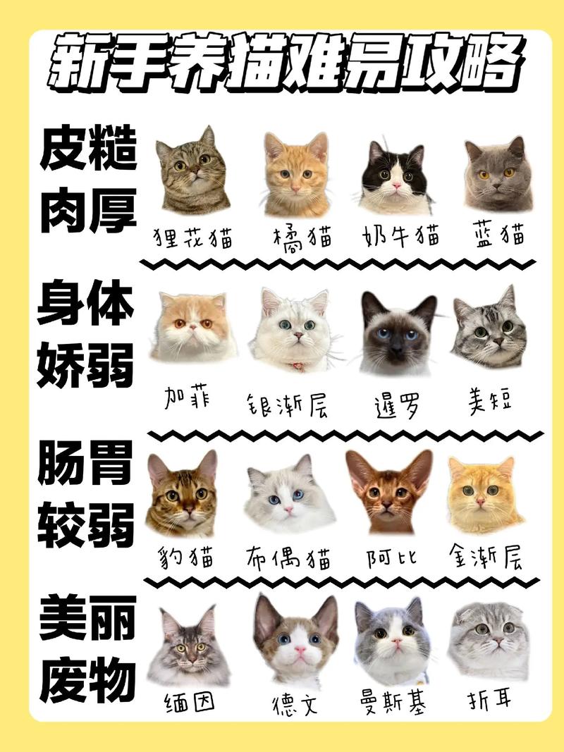 喜爱橘猫？狸花猫忠诚活泼，聪明易养！（橘猫和狸花猫哪个更好养）