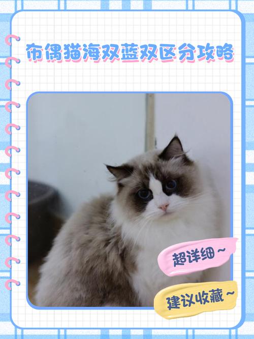 布偶猫品相看五官毛发性格（如何辨别布偶猫的品相）