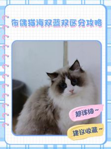 布偶英短蓝猫混养，外貌难预测（布偶和英短可以配长毛蓝猫吗）