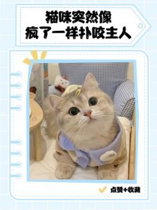 布偶猫咬人怎么办？（布偶猫咬人越咬越凶）
