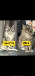基因价格外貌性格大不同（串串猫和纯种猫的区别）