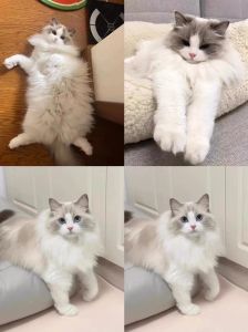 布偶猫价格不低，选对渠道避免后患（纯种布偶猫多少钱一只）