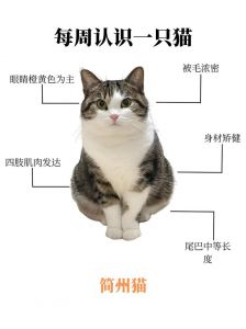 传奇四耳猫，忠诚护家（简州猫招财还是破财）