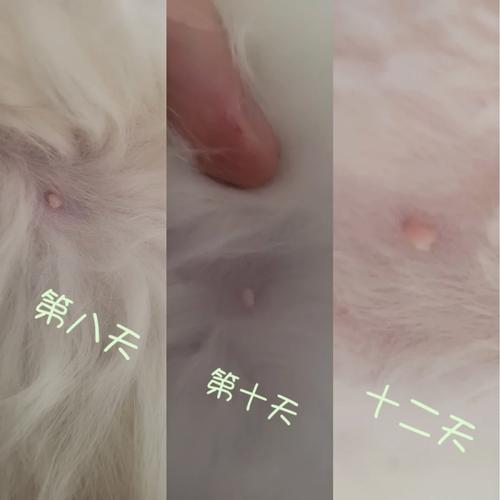 布偶猫怀孕早期症状及确诊方法（布偶猫怀孕多久可以看出来）