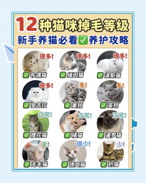 猫咪掉毛多吗？品种差异大！（掉毛最多的猫排名）
