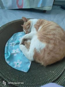 走失猫咪能否回家看多种因素，主人快行动！（家猫丢了一般几天回家）
