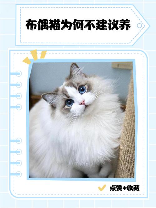 布偶猫咬人怎么办？了解原因正向引导（布偶猫咬合力可以伤人吗）