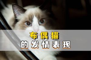 母猫发情怎么办？绝育是王道（布偶母猫发情初期表现）