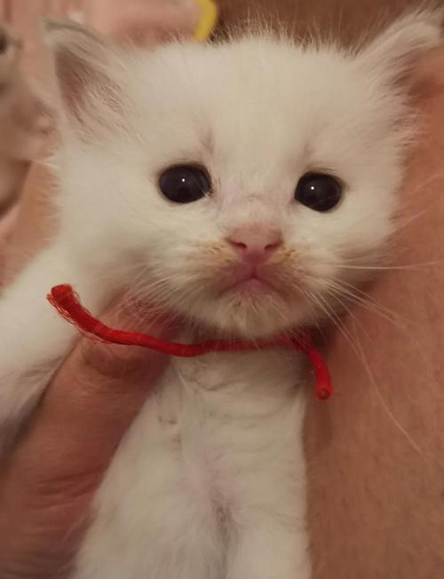布偶猫脸痣多又密，性格温顺健康好！（想养一只布偶猫颊边痣）