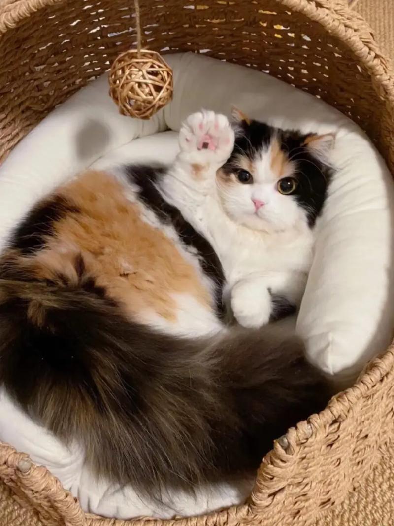 温顺可爱，价格亲民（布偶三花猫图片）