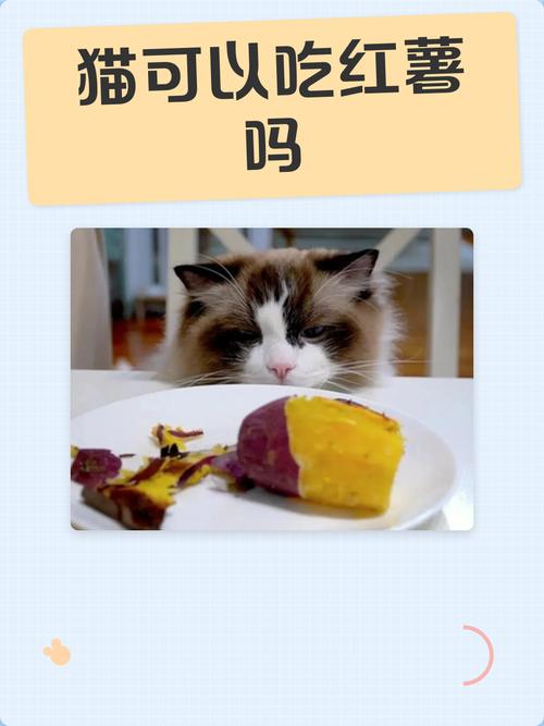 喂红薯给猫咪要注意，少量有益但过量有害（小猫能吃红薯吗蒸熟的）