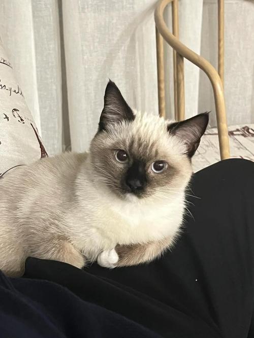 布偶与暹罗的优点结合（歇罗猫和布偶猫串图片）