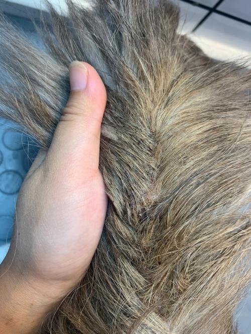 布偶猫尾巴油腻？原因与护理方法（布偶猫油尾巴怎么处理）