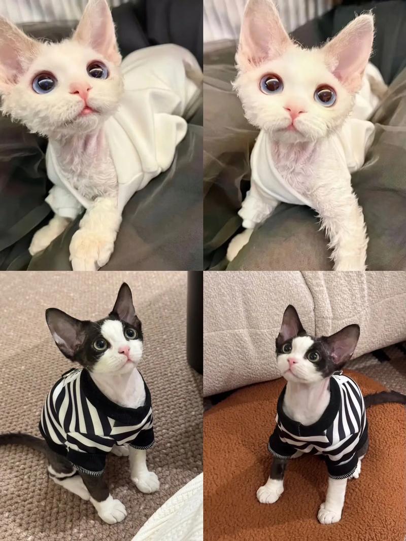 暹罗活泼粘人，德文安静好打理（暹罗猫和德文猫的区别）