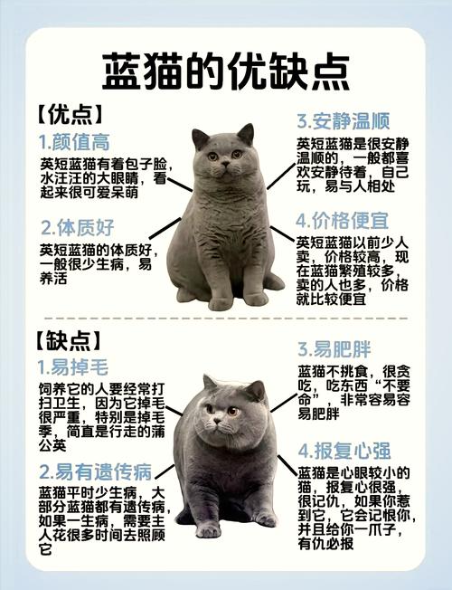 看嘴线爪子鼻梁毛色，选猫不踩坑！（蓝猫品种该怎样辨别）