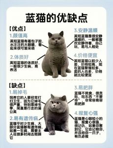 看嘴线爪子鼻梁毛色，选猫不踩坑！（蓝猫品种该怎样辨别）