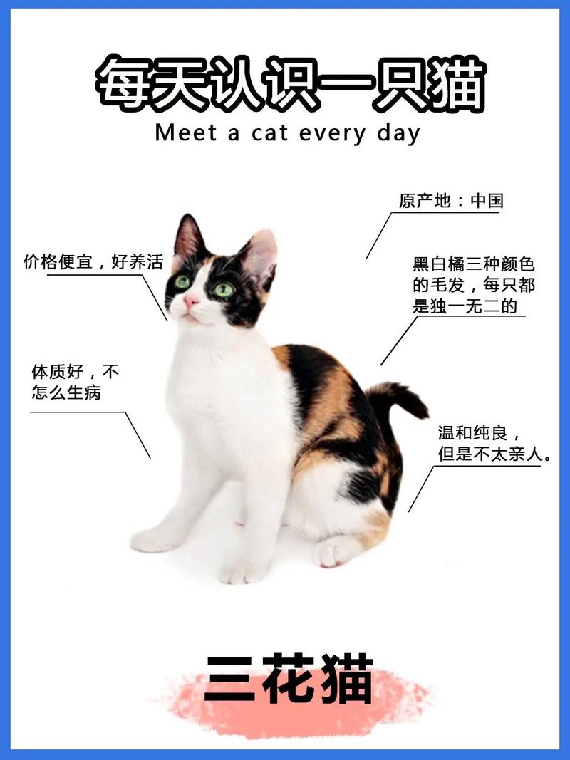 粘人还是胆小？（猫的性格特点）