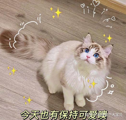 猫咪蹭你，是信任你，宣示你是它的地盘！（布偶猫用头蹭你）