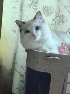 少食多餐高营养（4个月的布偶猫每天吃多少）