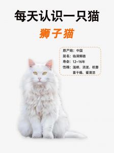 漂亮亲人需打理，了解优缺点再决定（狮子猫的缺点和优点）