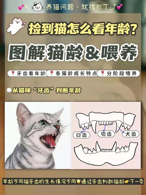 看猫咪耳朵毛发判断年龄（捡来的猫咪怎么看年龄）