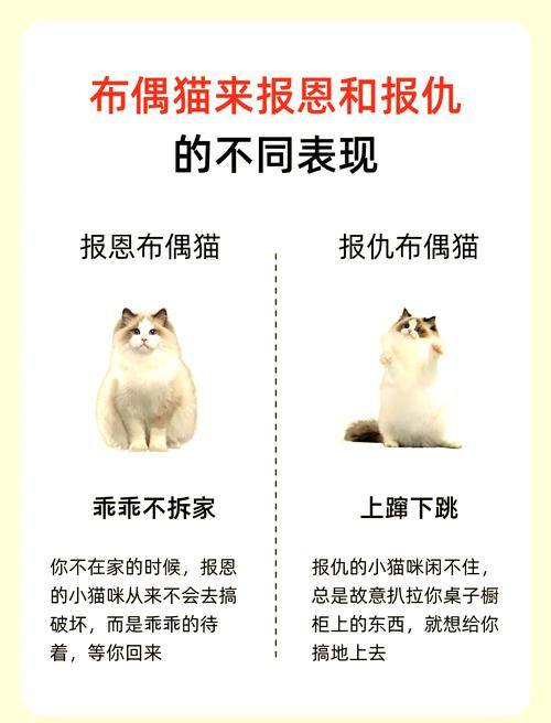 打布偶猫会记仇报复，怎么办？（打布偶猫会记仇吗）