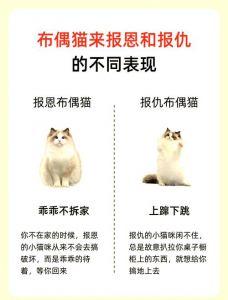 打布偶猫会记仇报复，怎么办？（打布偶猫会记仇吗）