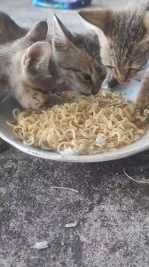 猫可食少量无调料面条，勿作主食（猫能吃面条吗）