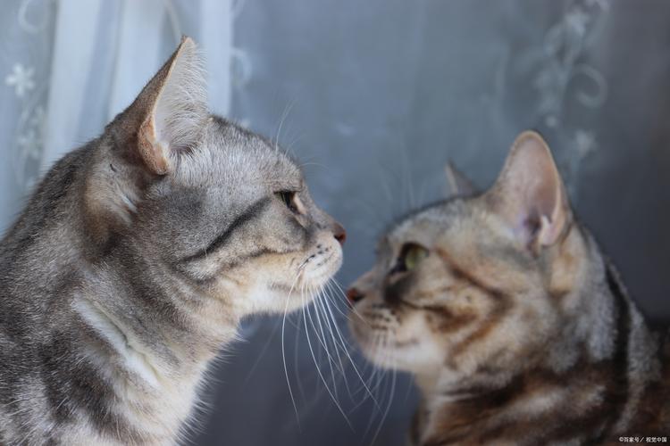 布偶猫可食煮熟肝，少量防中毒（煮熟的猪肝能给布偶猫吃吗）