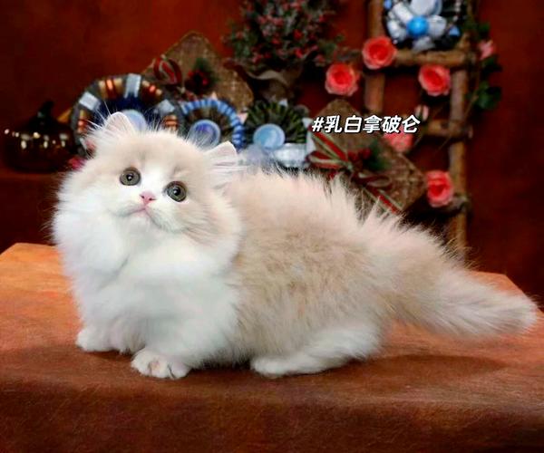 拿破仑猫品相健康须知（怎么看拿破仑猫的品相好不好）