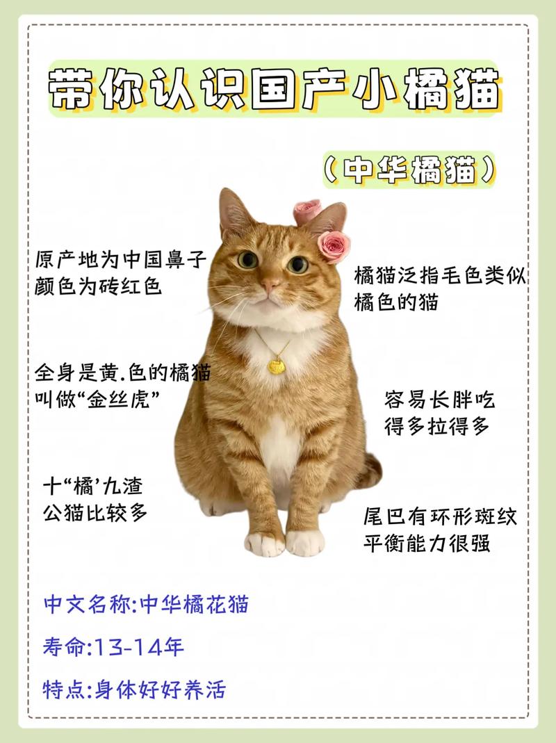 好奇爱打翻，需玩具丰富环境，饮食挑食要高蛋白，推荐凯瑞思猫粮（养橘猫的10个忠告）