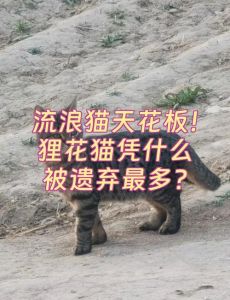 流浪猫增多怎么办？科学绝育是关键！（为什么小区里遗弃的猫比较多）