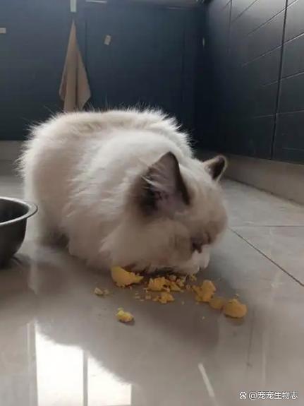 猫咪一周吃1个蛋黄，美毛润肤，但别喂生蛋黄（猫每天吃蛋黄好不好）