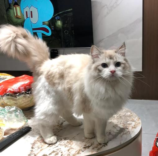 烟头烫伤布偶猫 红色创面痛心 体癣传染瘙痒需治疗（布偶猫身上有色块的图）
