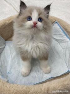 布偶猫价格差异大？血统品相是关键！（87万的布偶猫一千多）