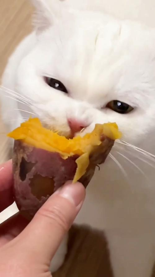 猫不能吃红薯干，易胖又伤身！（小猫咪能吃红薯干吗）