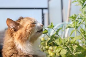 我家布偶猫不爱猫薄荷，很正常！（我家的布偶猫对猫薄荷没兴趣）