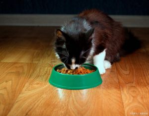猫咪可食地瓜，助消化，但非主食，要适量（猫能吃地瓜嘛）