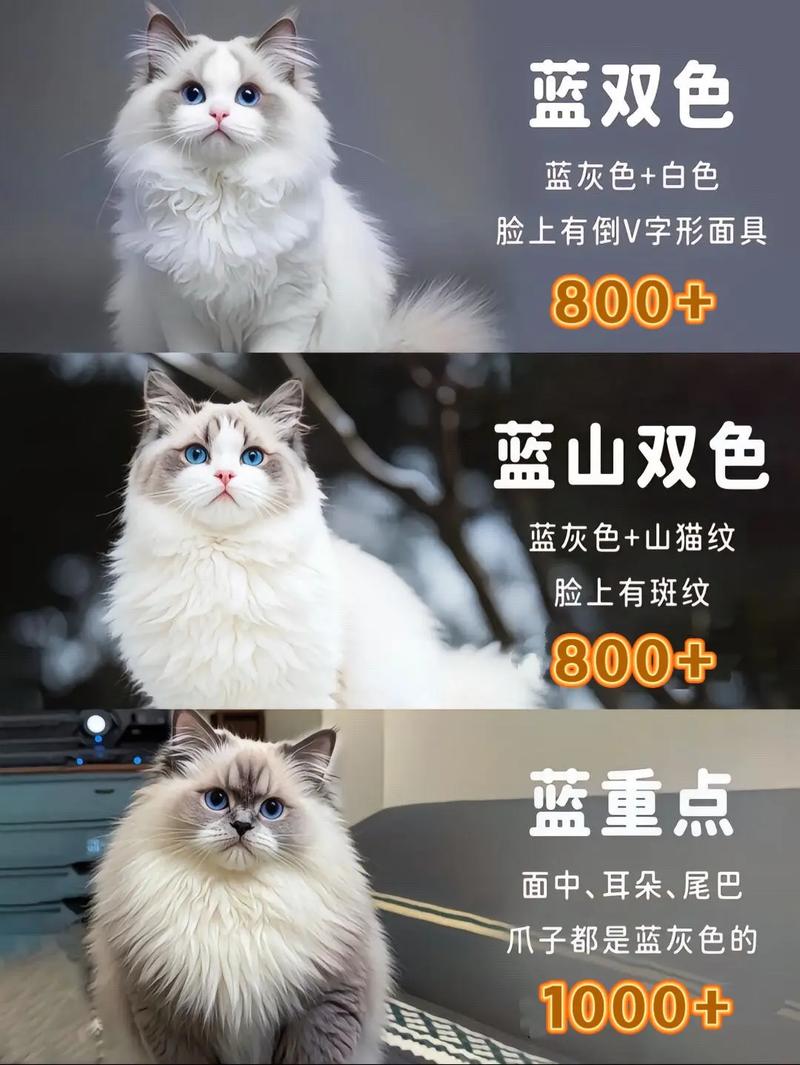 布偶猫价格差异大，赛级纯种价高（正宗布偶猫多少钱一只）