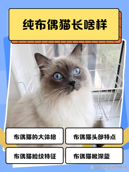 别打猫！会吓坏它，伤身体，还可能不认你（经常打布偶猫会怎么样）