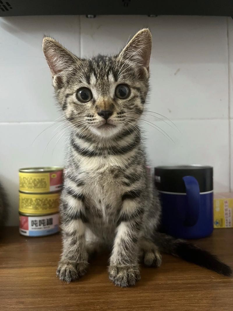 养猫与不孕不育的关系（串串猫 容易不孕不育么）