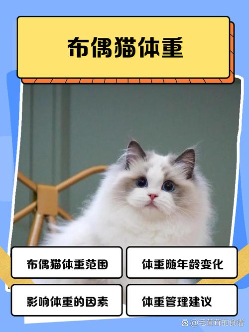 公母区别与成长规律（成猫布偶正常体重）