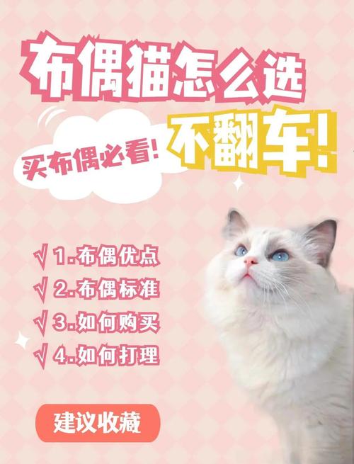 布偶猫价格差异大，从5000元到几万元不等，选猫要综合考虑（一只布偶猫大概多少钱）