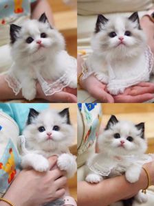 小布偶猫价格与选择（一只小布偶猫要多少钱）