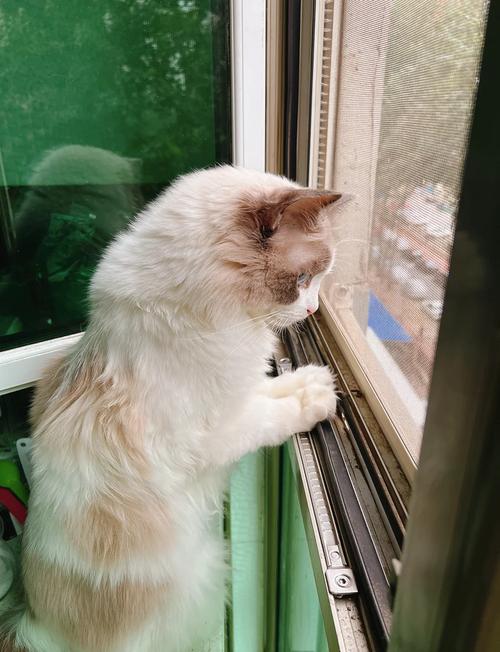 猫咪突然跑跳的原因（布偶猫突然上蹿下跳）